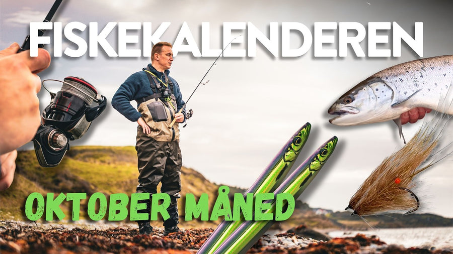 Fiskekalenderen: oktober – hvad kan du fiske efter?