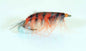 Gammariden Orange Kystflue