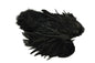 Whiting Rooster SH/C â€“ dealerweb-cms-4c893409-ff16-4d20-9622-c6cad99ac7c6.jpg