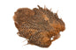 Whiting Rooster SH/C â€“ dealerweb-cms-5a9cf29b-933c-4a93-a002-907391de78a1.jpg
