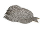 Whiting 4 B's Rooster Cape â€“ dealerweb-cms-c59f1a45-68c6-472a-a48d-ad847144bfd1.jpg
